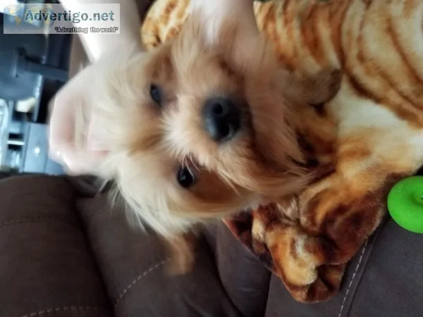 Yorkie for sale