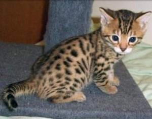 Margay Bengal and Bobcat Kittens for you