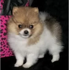 Purebred Pomeranian Puppies
