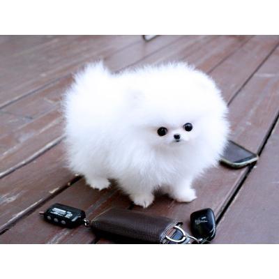 White Teacup Pomeranian Puppies