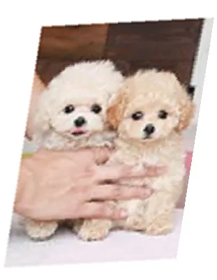 Teacup toy akc poodle puppies