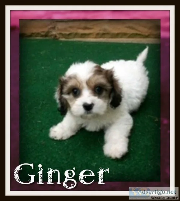 Ginger Female Cavapoo