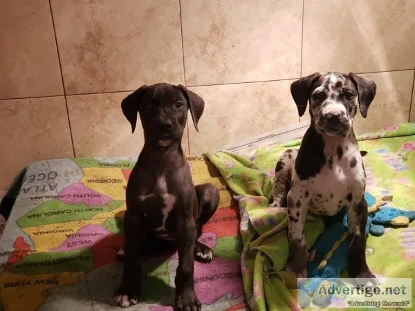 Great Dane Puppies Available