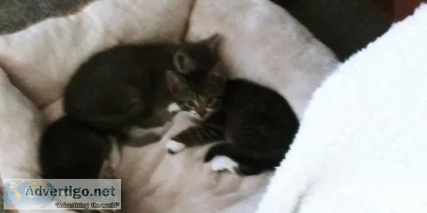 Kittens - 8 weeks old - FREE to good home