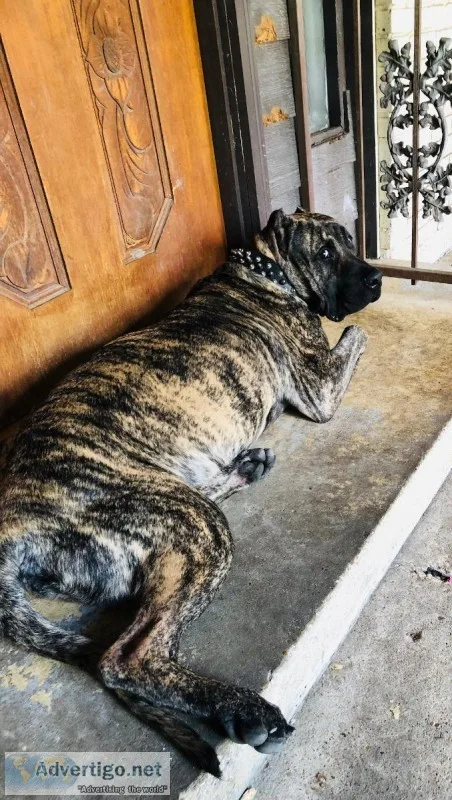 PABLO THE PRESA CANARIO STUD