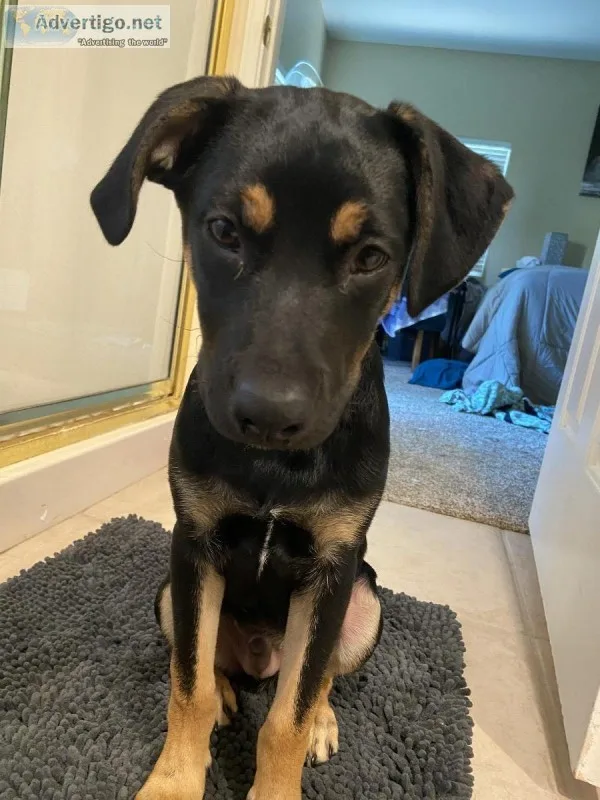 Yellow lab mix