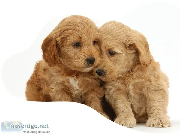 Cockapoos Warrington