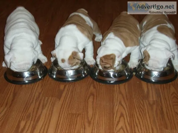 Cute English bulldogs puppies