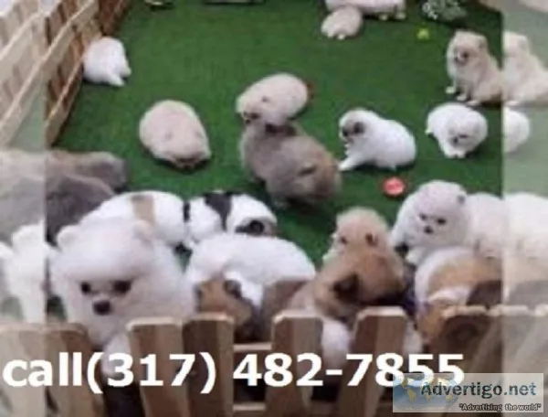adopt--Pomeranian  puppies