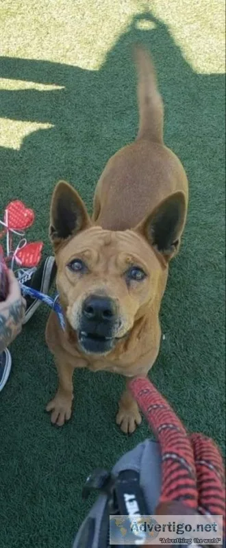 Free Female Dog