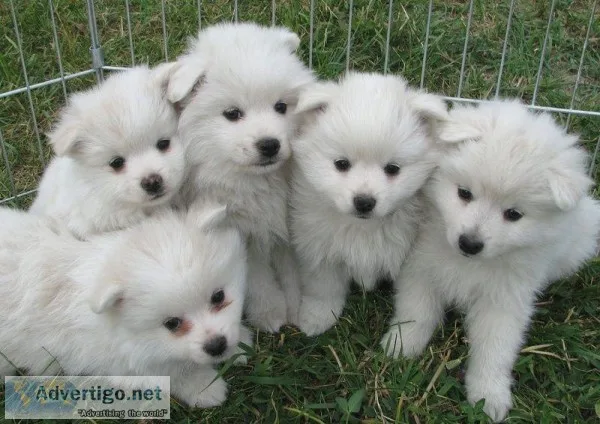 Mini American Eskimo Puppies for sale