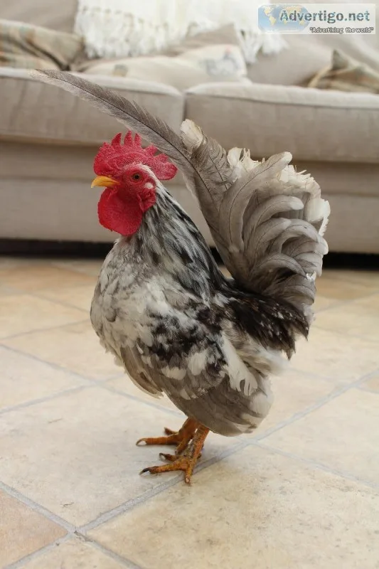 JAPANESECHABO SERAMA COCKEREL