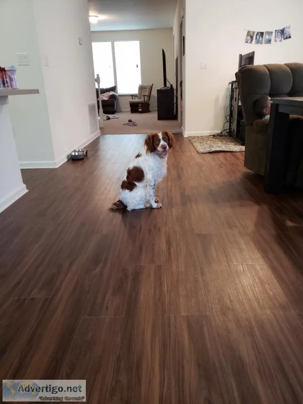 Brittany Spaniel