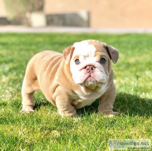 Beautiful Exotic English And French  Bulldog Puppies Available N