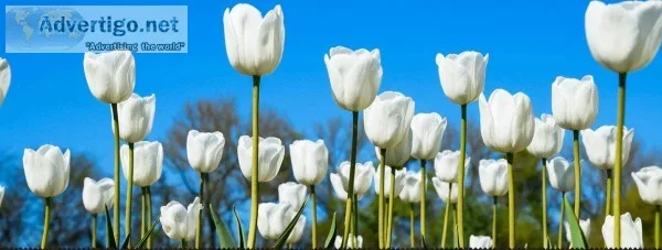 Commercial Lawn Maintenance Dallas Mckinney