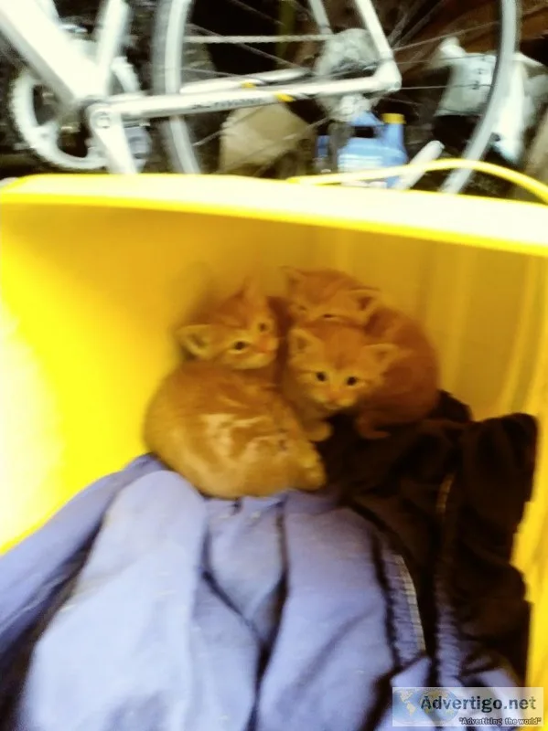 Kittens