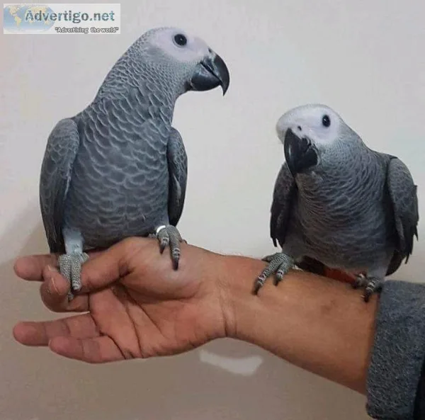 African grey parrots