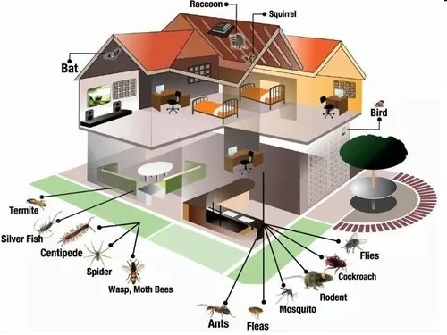 Termite inspection Orange county  Bed bug control Dutchess