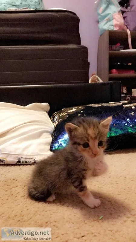 Free Kittens
