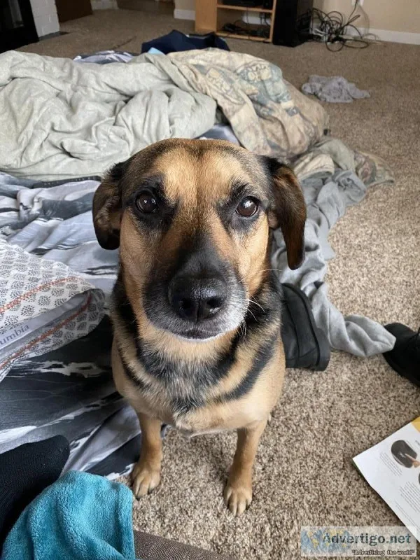 Older dog that&rsquos needs a home