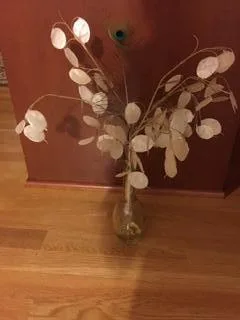 Silver DollarMoney Plant Arrangement