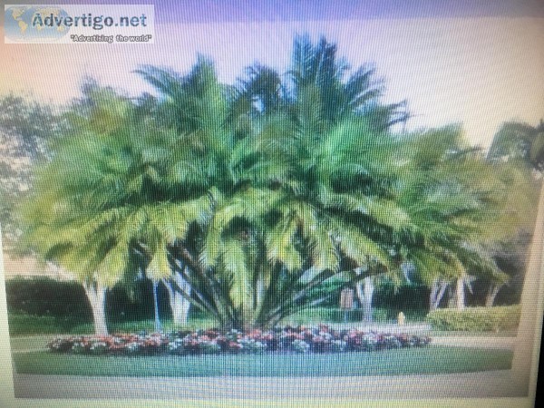 SENEGAL DATE PALM TREE  35-50
