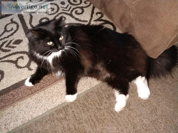 Beautiful Long-Haired Female Cat