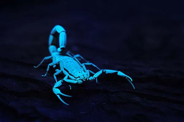Blue scorpion venom
