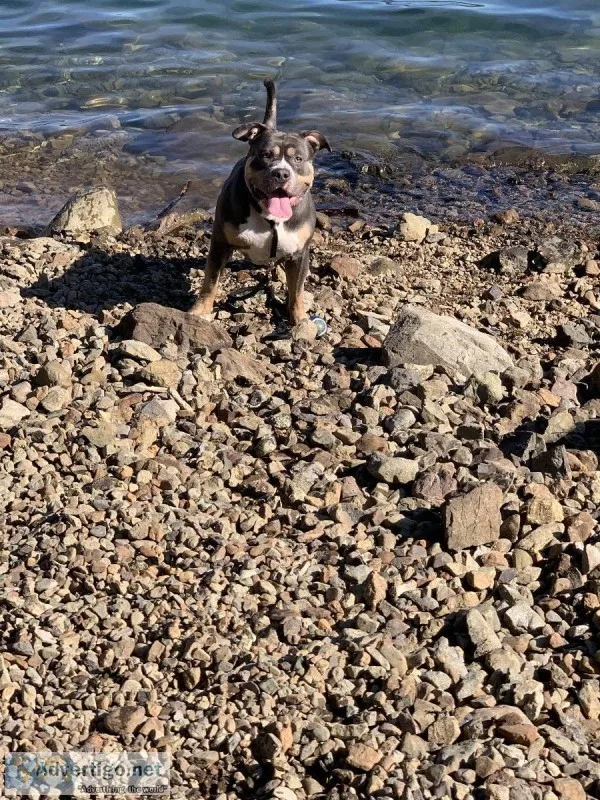 Purebred American Bulldog