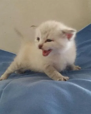 bengal kittens for sale online
