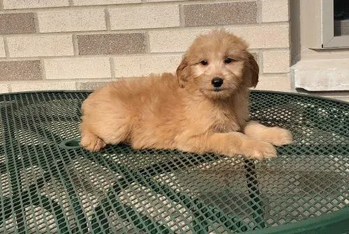 Goldendoodle Puppie