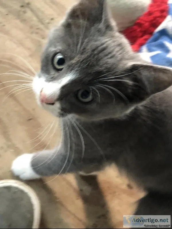 GREY WHITE KITTEN