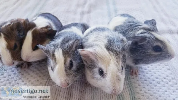 Baby Guinea Pig