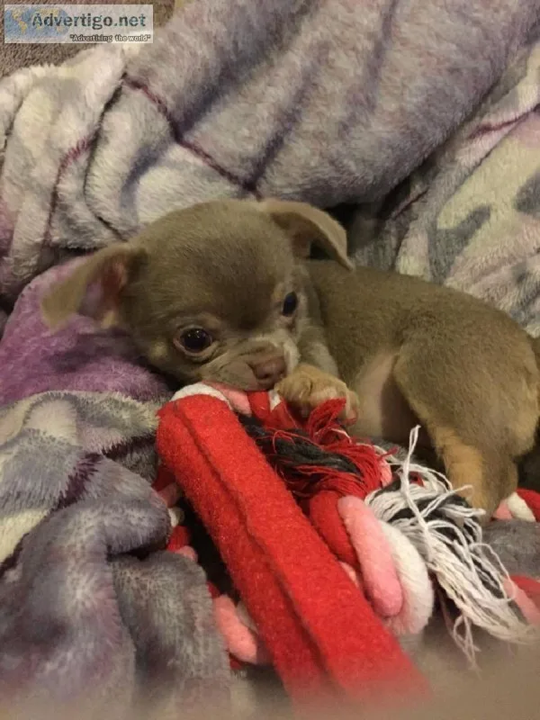 quality long coat chocolate chihuahua