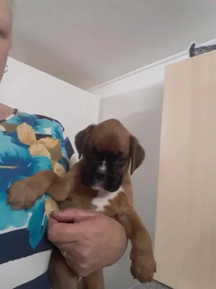 Adorable Kc Reg Boxer Puppies