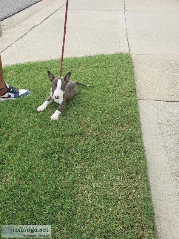 Female Bull Terrier Puppies for sale