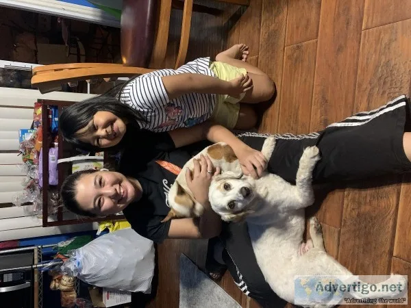Dog walkerPet sitter