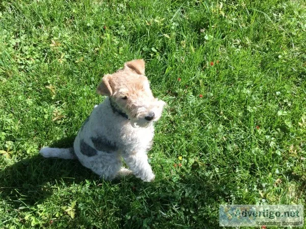 Wire Hair Fox Terrier for sale