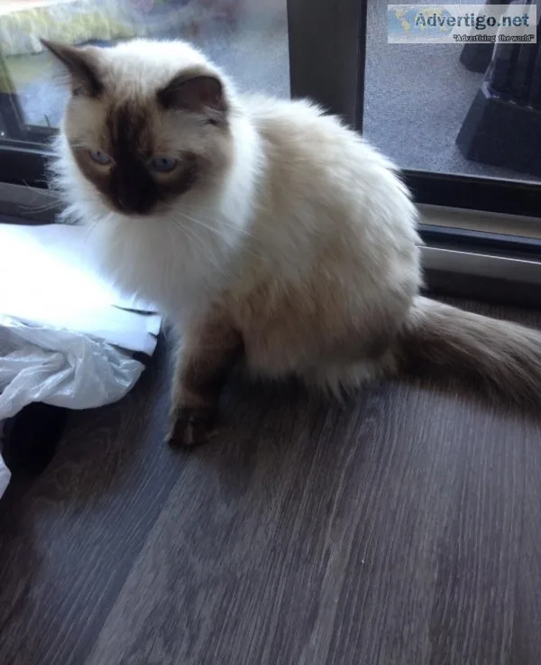Rag doll for sale