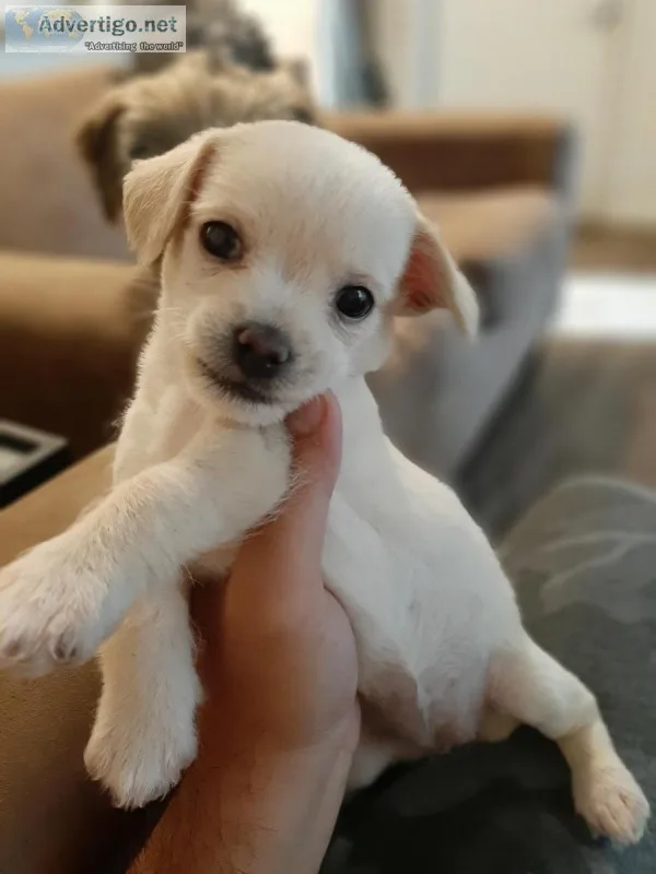 Cute Tiny Female Puppy Chihuahua Bichon-Frise mix (lubbock)