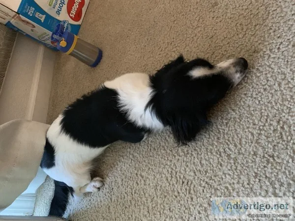Maltese mix