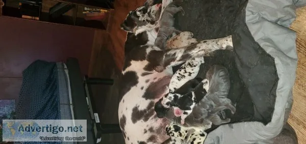 Great dane puppies
