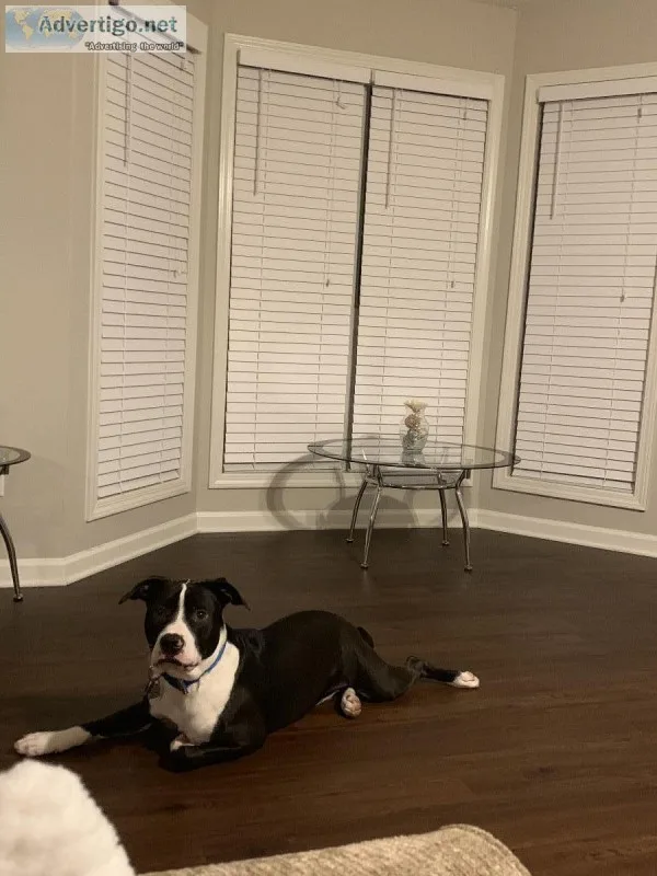 1yr old Puppy Labrador mix