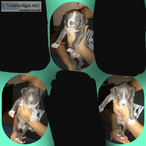 3 female blue nose