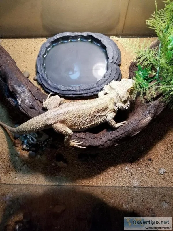 3 Awesome Dragons