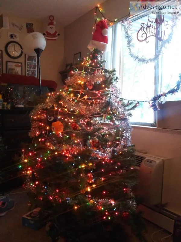 Christmas tree for sale in Denver Colorado area.