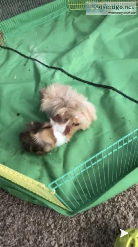Guinea pigs and cage