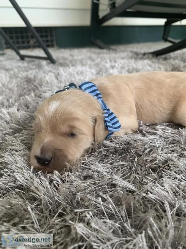 Golden Doodle Puppy