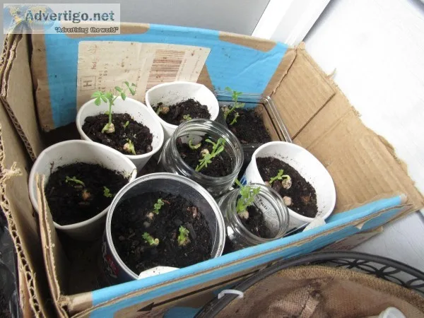 More plants