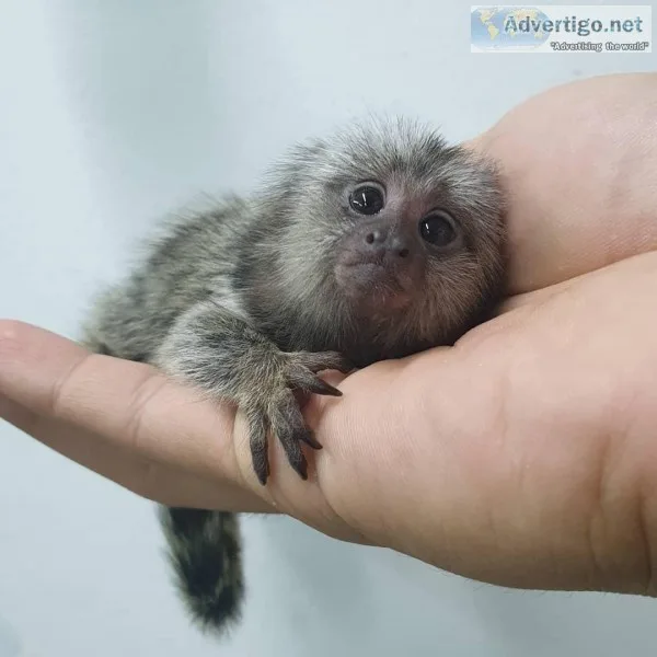 Marmoset